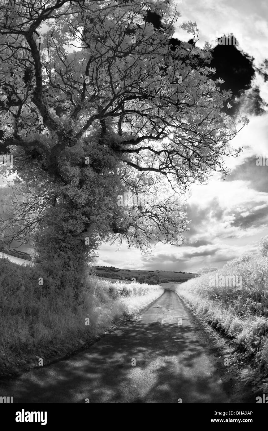 Chemin de campagne avec arbre Banque de photographies et d’images à ...