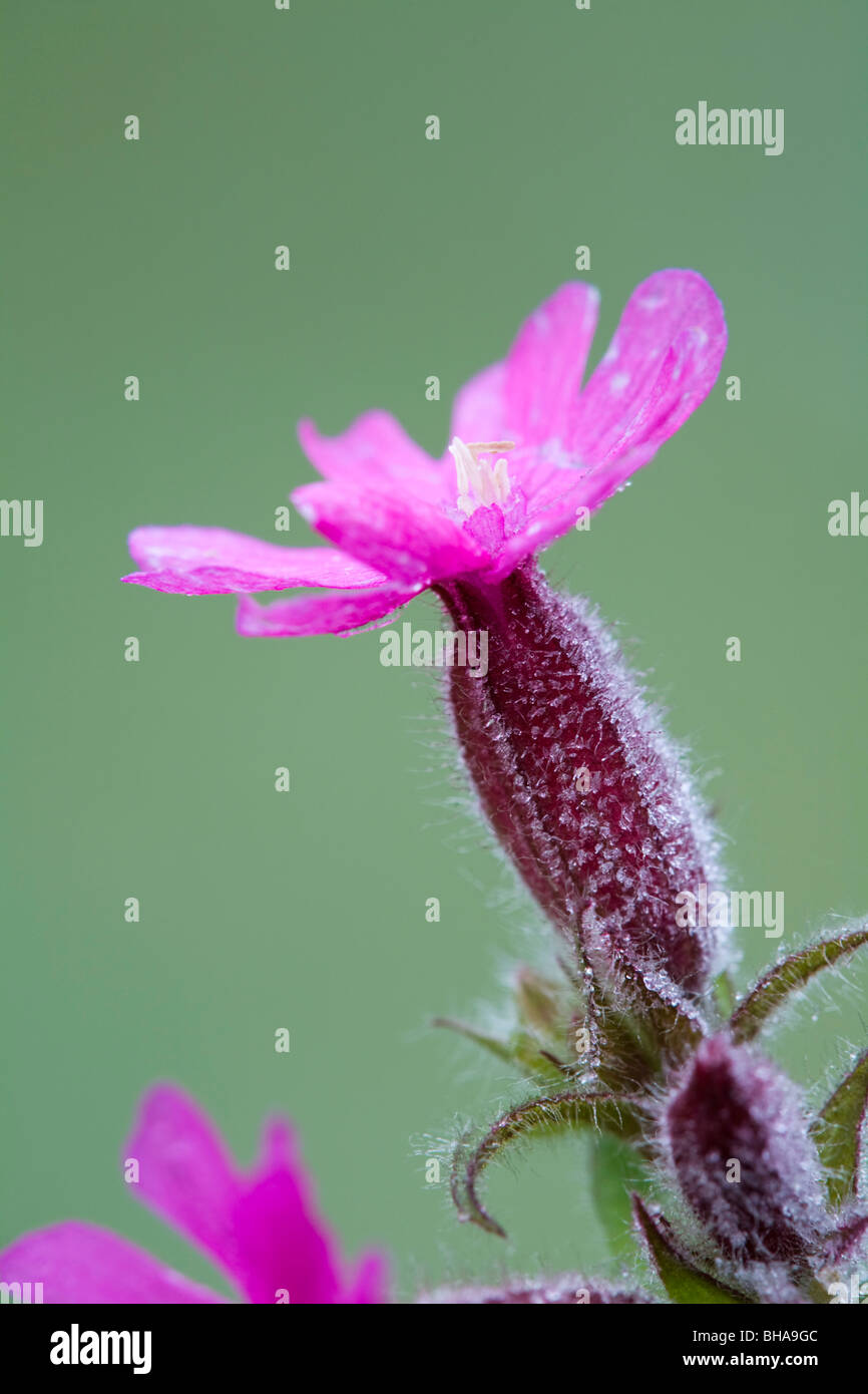 Red Campion, Silene dioica ; dans frost Banque D'Images