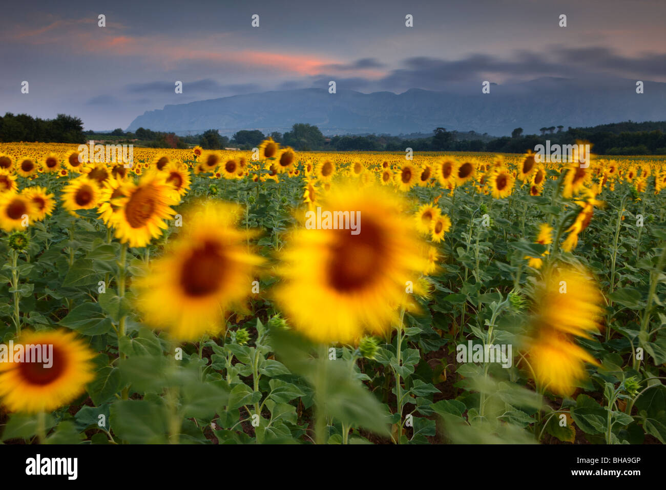 Un champ de tournesols nr Puyloubier & Montagne Ste Victoire à l'aube, Bouches-du-Rhône, Provence, France Banque D'Images