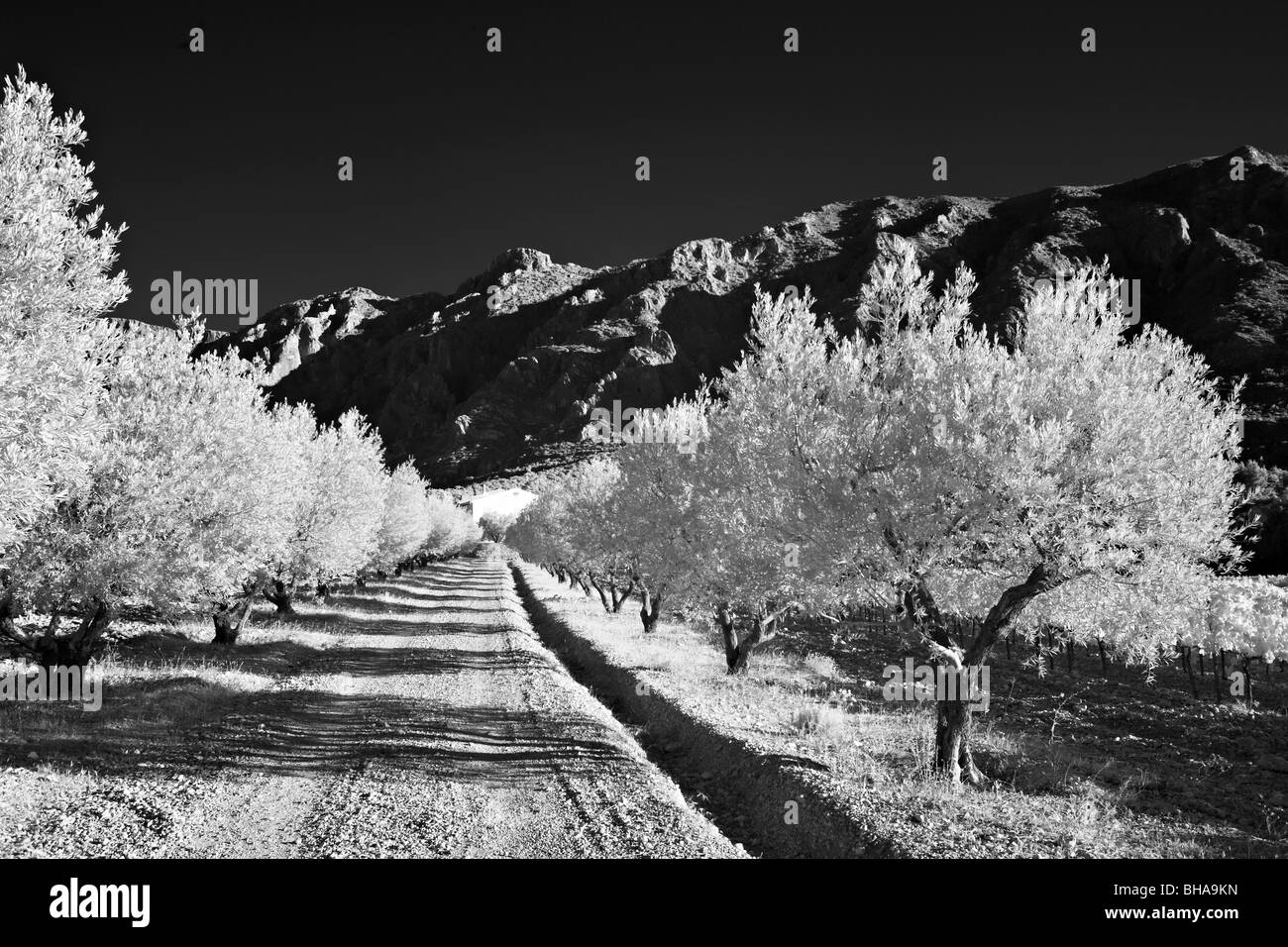Arbres d'olive une doublure lane pour un domaine sous Montagne Sainte-Victoire, nr Puyloubier, Bouches-du-Rhône, Provence, France Banque D'Images