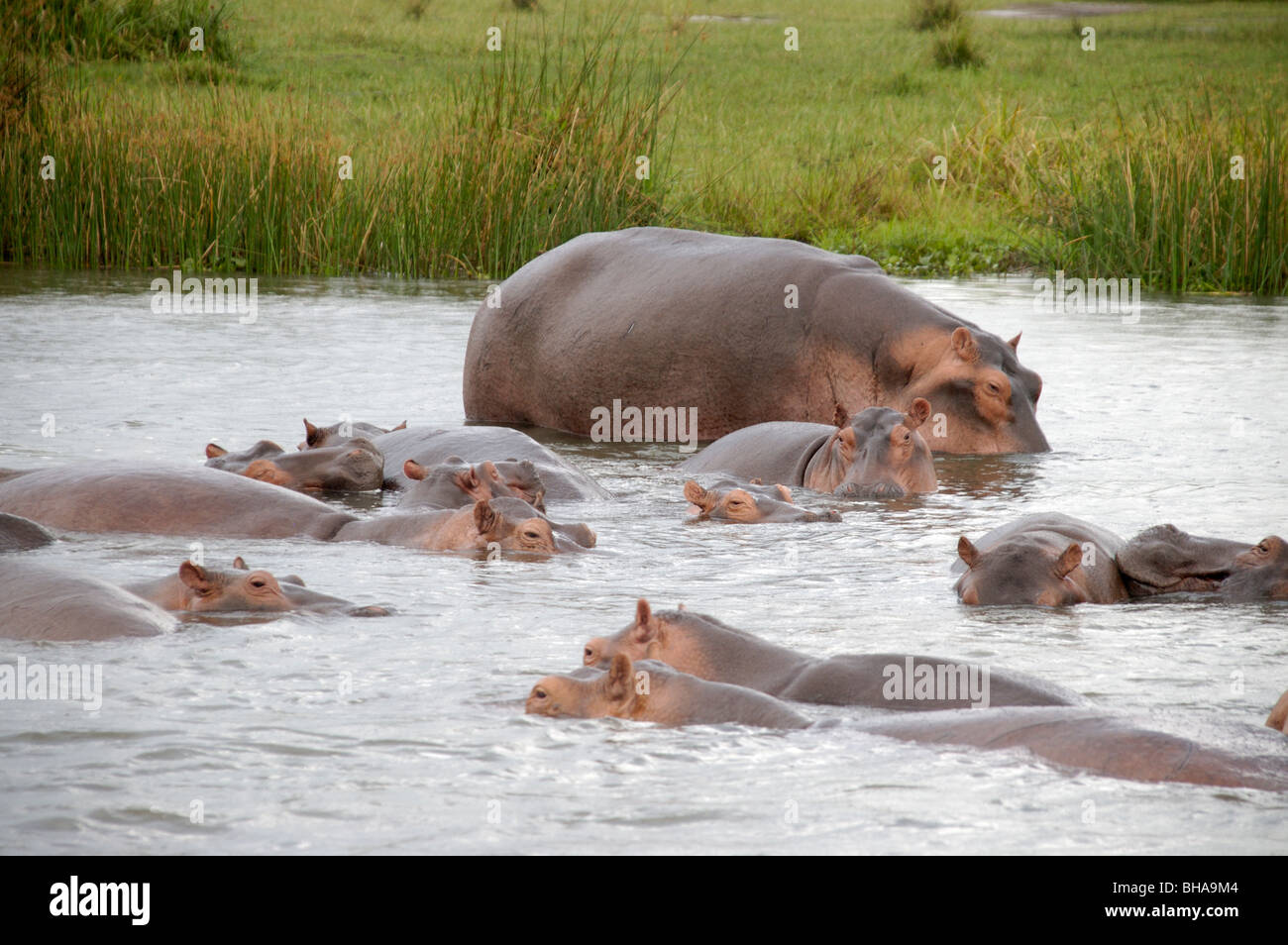 Murchisan hippopotames Afrique Ouganda falls Banque D'Images