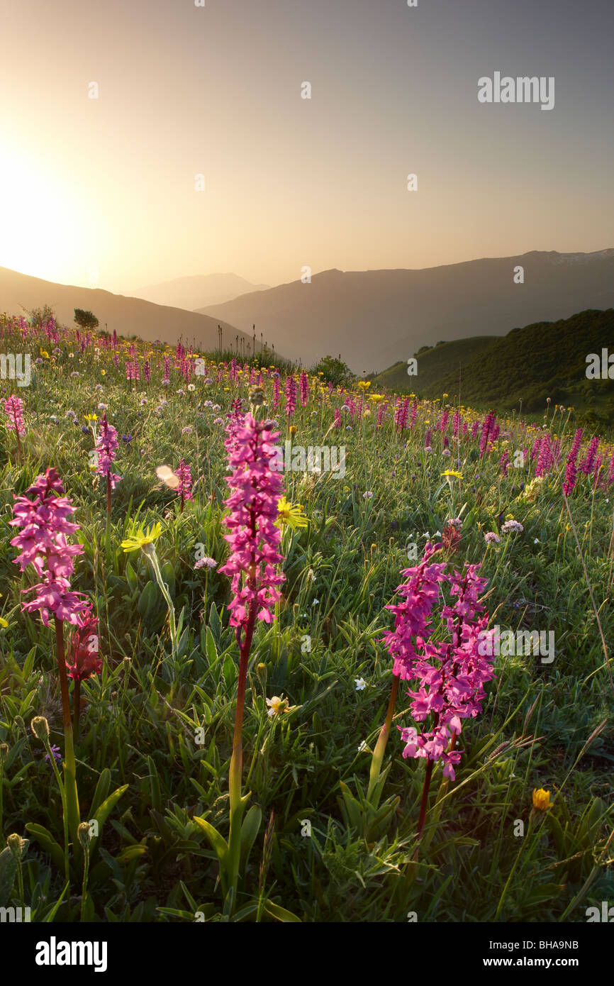 Fleurs sauvages sur la Forca Canapine au lever du soleil dans la région de parc national Monti Sibillini, Ombrie, Italie Banque D'Images