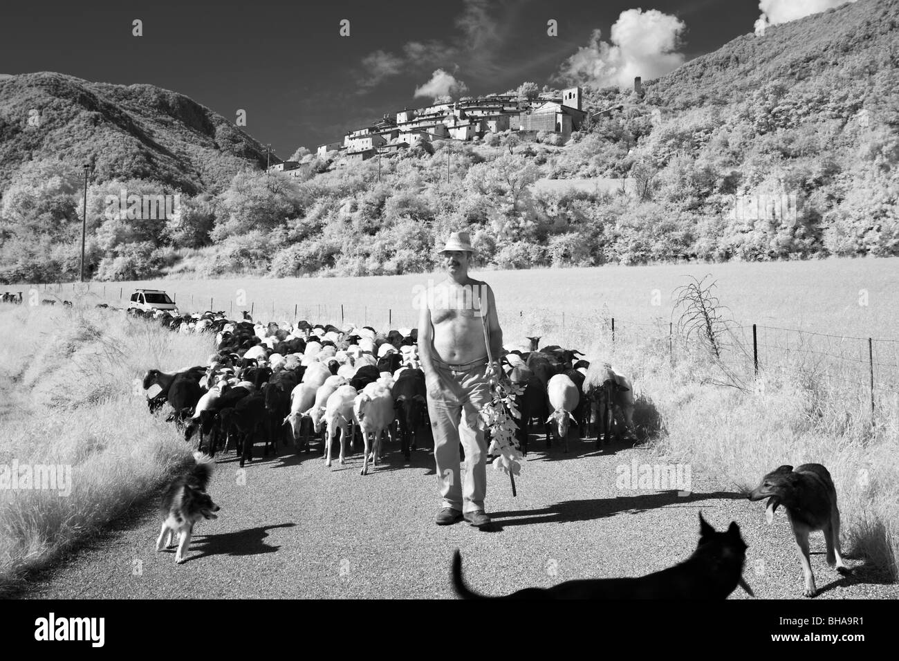 Santino, un berger avec son troupeau d'Ombrie à Campi, Ombrie, Italie Banque D'Images