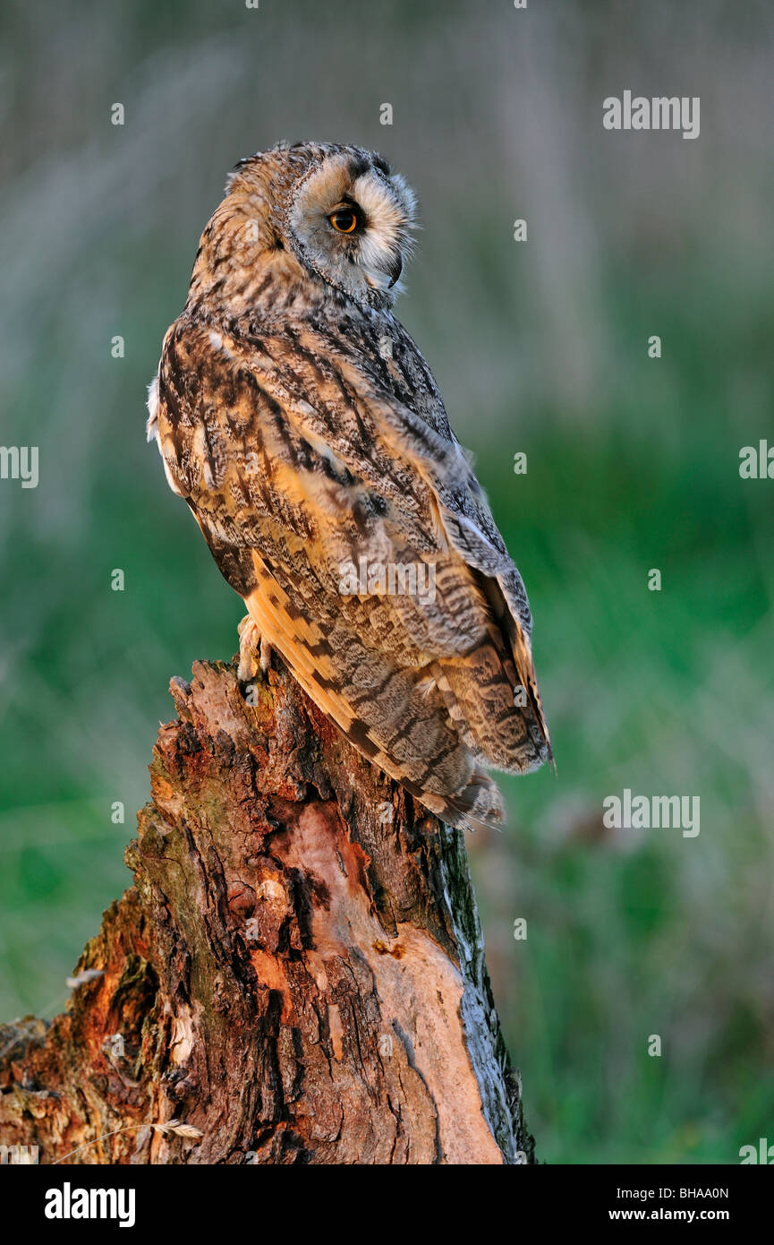 Le hibou moyen-duc / long eared Owl (Asio otus) perché sur souche d'arbre au bord de la forêt, England, UK Banque D'Images