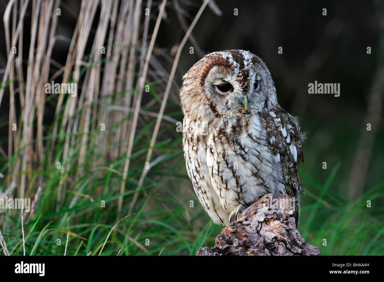 Tawny owl (Strix Aluco enr) perché sur souche d'arbre dans le pré au bord de la forêt, England, UK Banque D'Images