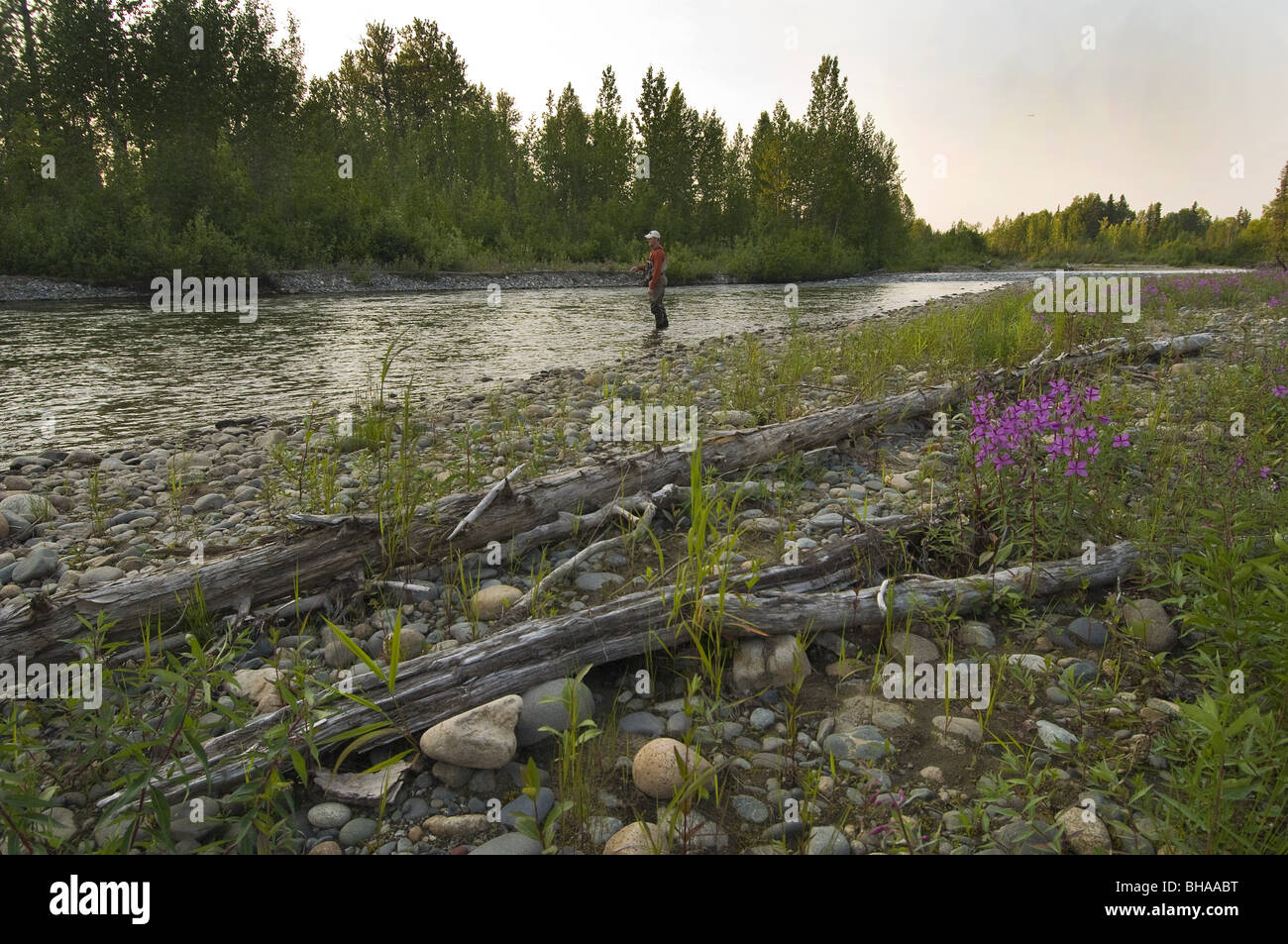L'pêcheur de mouche Pêche sur Montana Creek à la fin de soirée en été en Alaska Banque D'Images