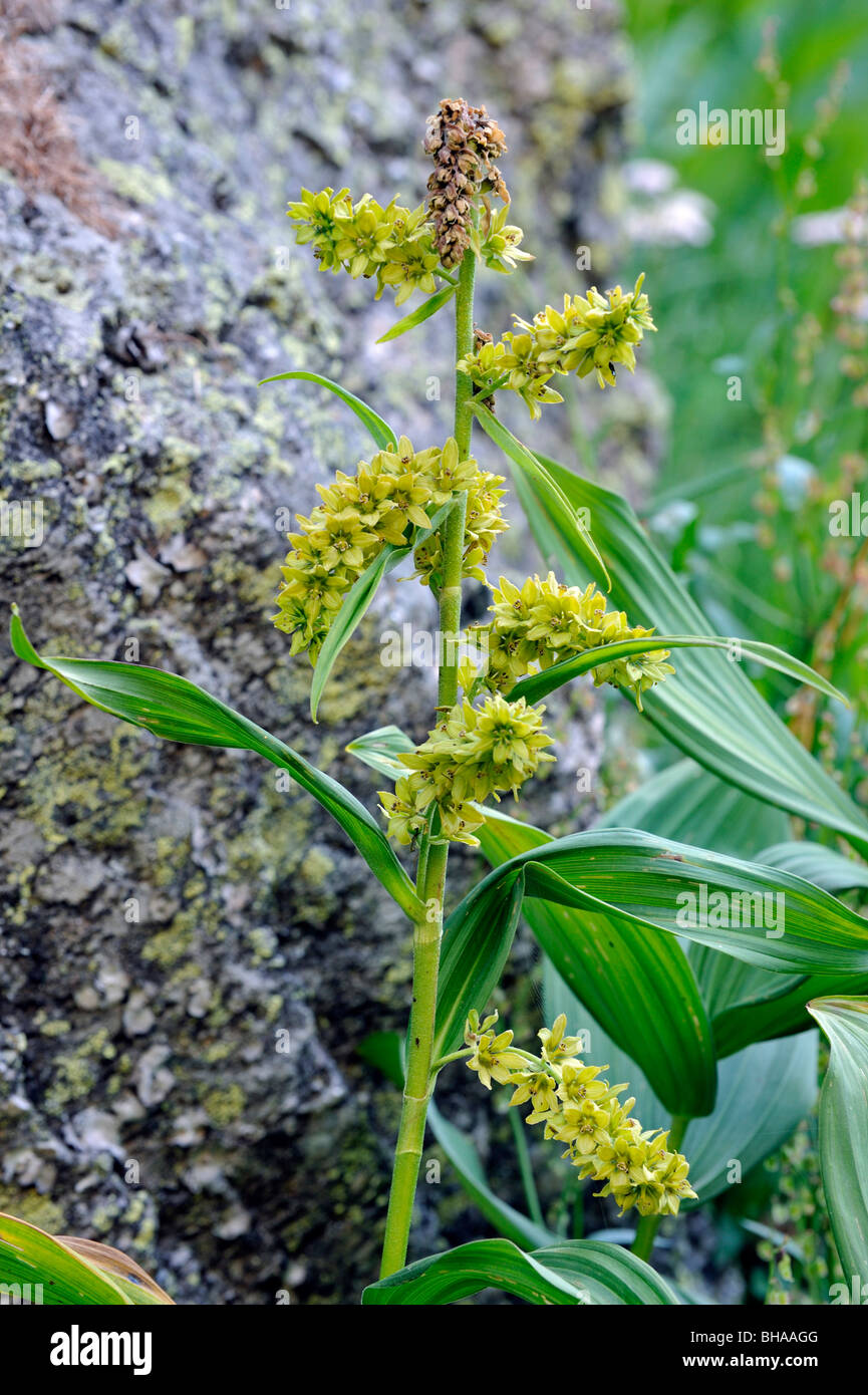 L'hellébore blanc européen / faux Helleborine (Veratrum album) en fleurs dans les Alpes, Parc National du Gran Paradiso, Italie Banque D'Images