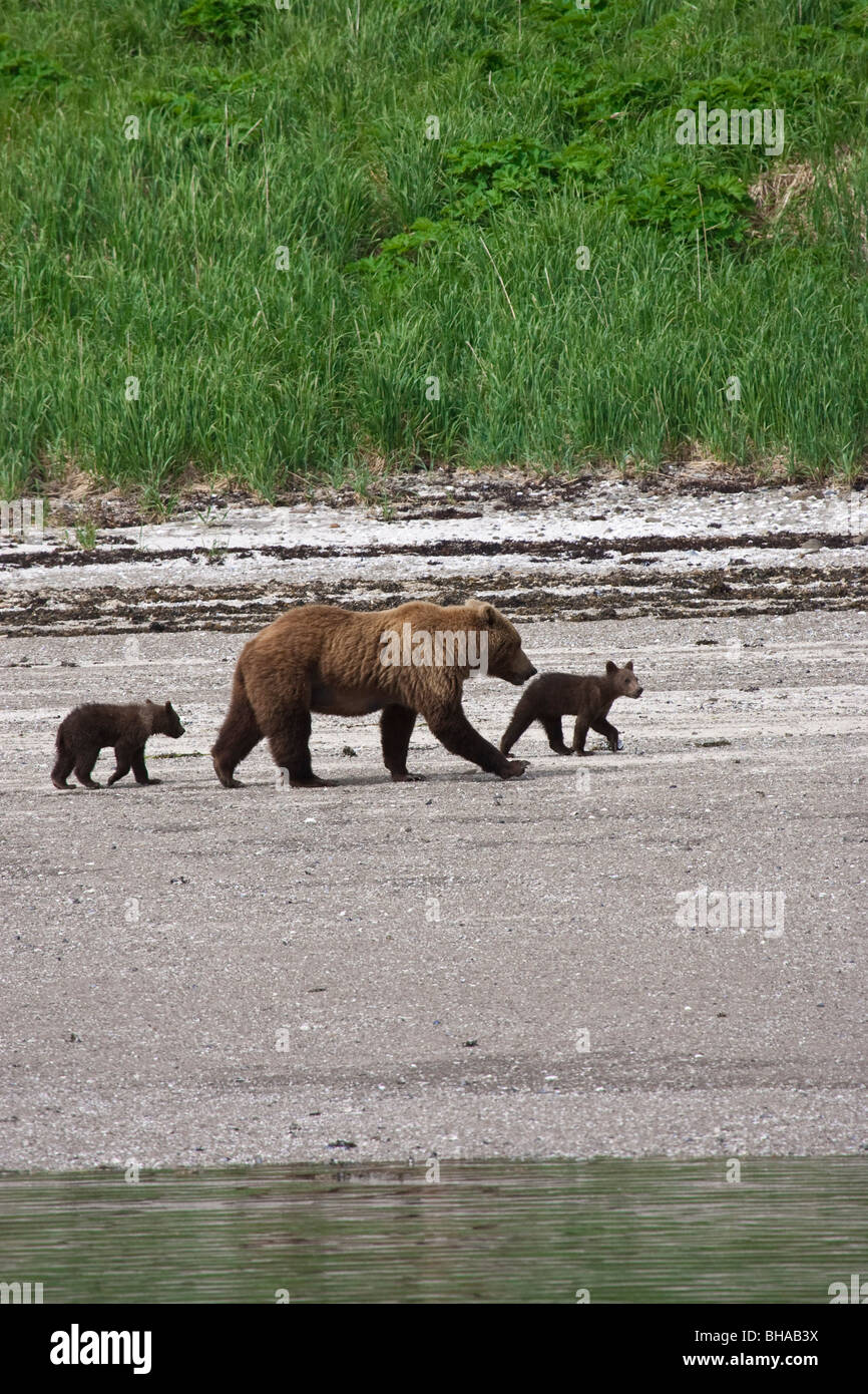 Sow Grizzly promenades avec les jeunes Louveteaux le long du littoral à Katmai National Park, Alaska Banque D'Images