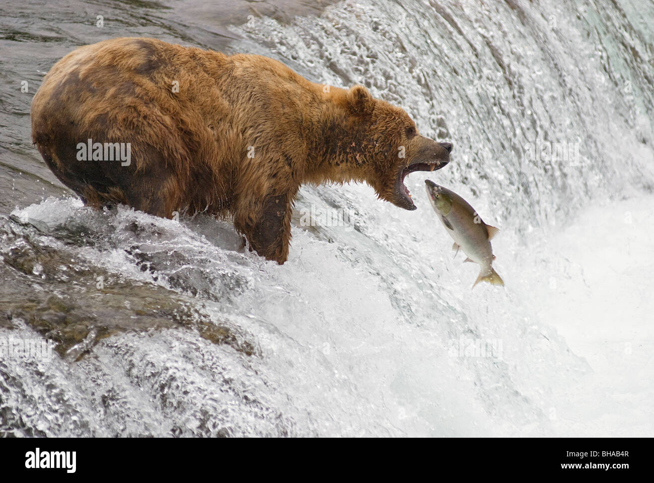 Un ours brun adultes ouvre sa bouche pour attraper un saumon sockeye, Brooks Falls, Katmai National Park, Alaska Banque D'Images