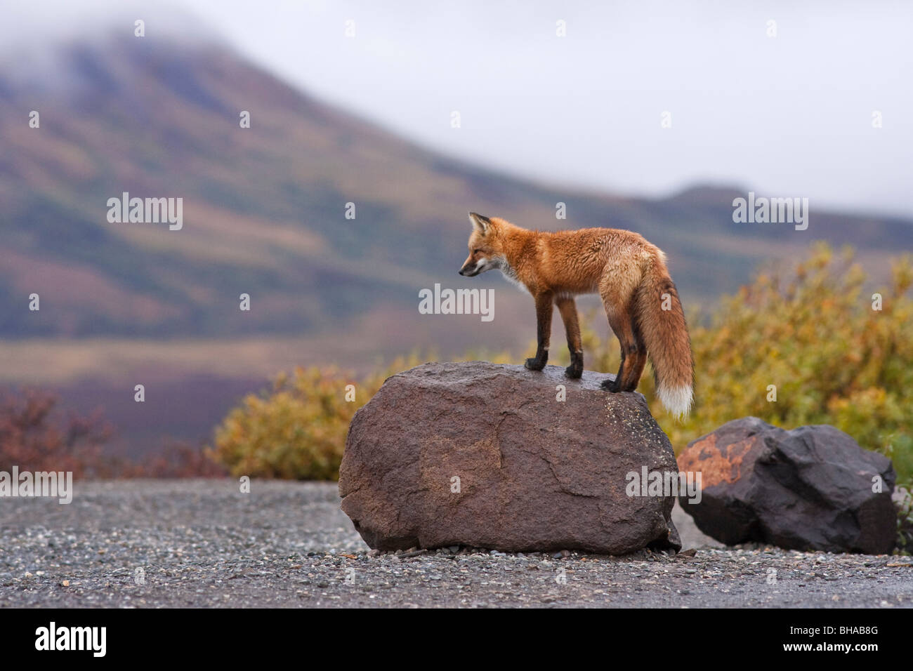 Le renard roux se dresse sur un rocher au col polychrome de stationnement dans le parc national Denali, l'intérieur de l'Alaska, l'automne Banque D'Images