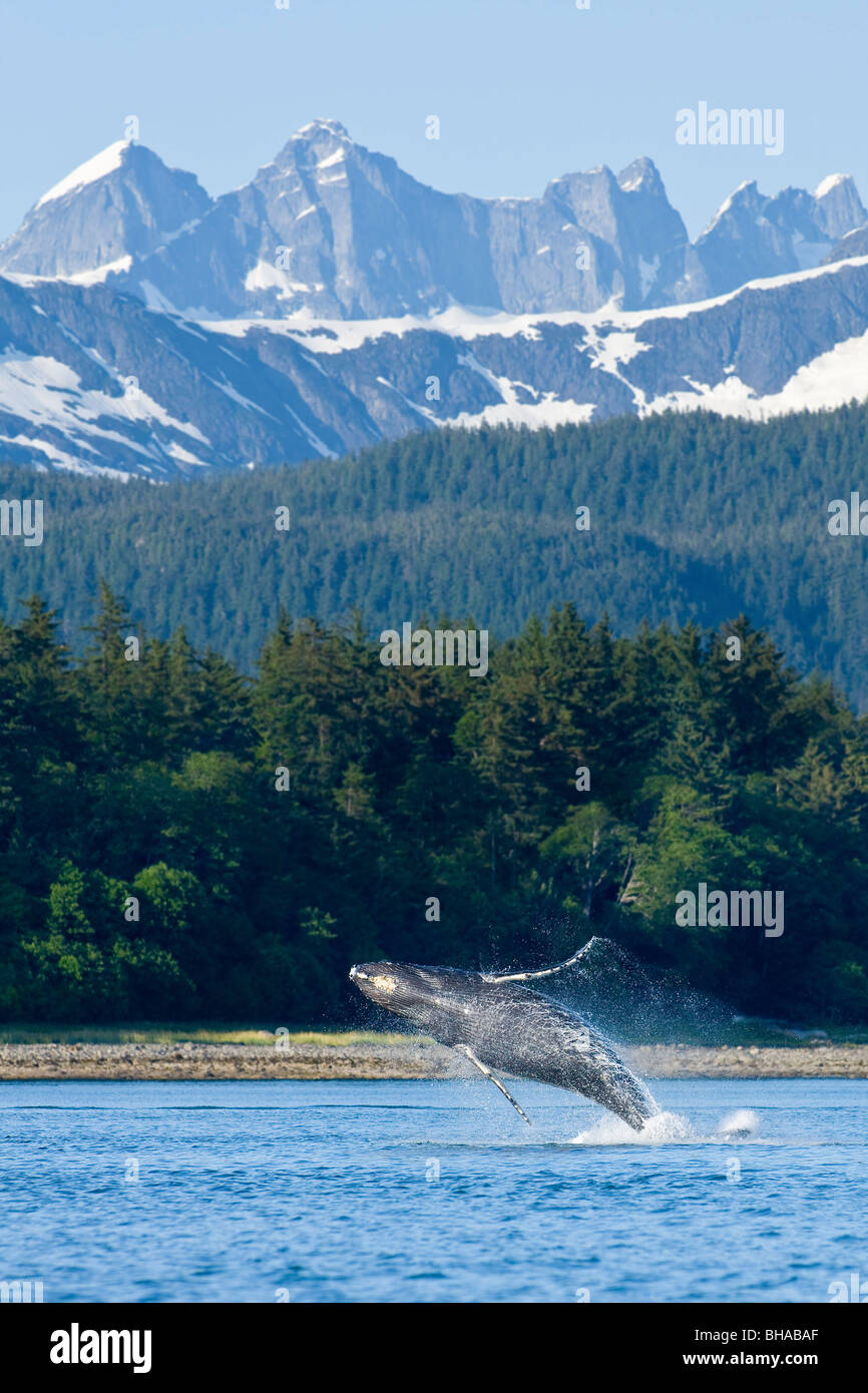 Une baleine à bosse et de sauts à partir de la violation veau les eaux de l'Alaska, le Passage intérieur Banque D'Images