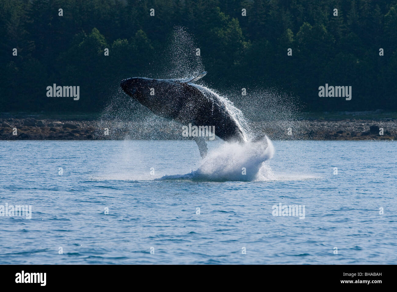 Une baleine à bosse calf de brèche, Dundas Bay, Parc National de Glacier Bay, le passage de l'Intérieur, de l'Alaska. Banque D'Images