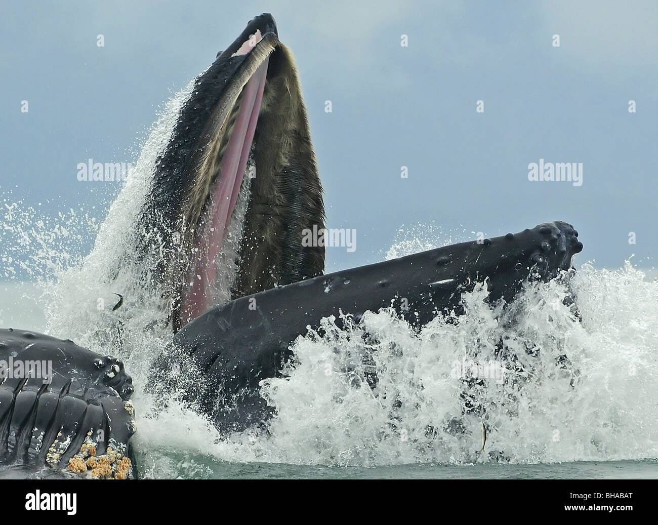 Bulle la baleine à bosse au large de l'île d'Amirauté en été dans le sud-est de l'Alaska Banque D'Images