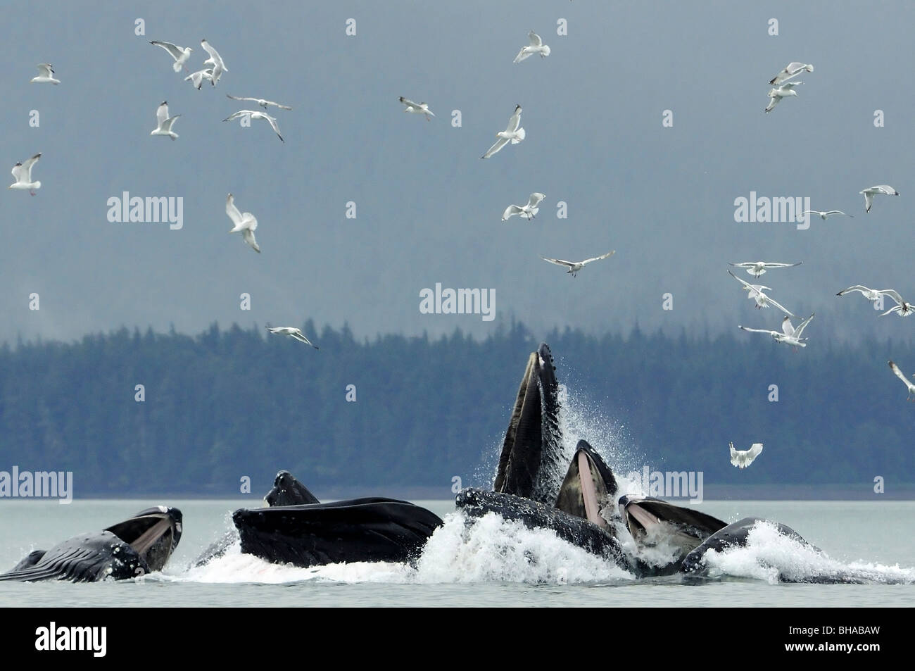 Bulle la baleine à bosse pour le hareng d'alimentation du filet près de Juneau avec les mouettes en été dans le sud-est de l'Alaska Banque D'Images