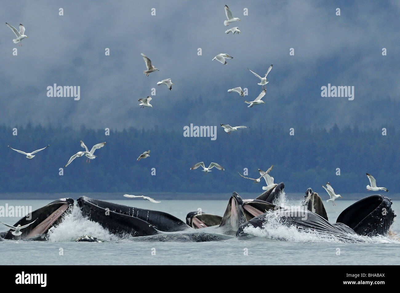 Bulle la baleine à bosse pour le hareng d'alimentation du filet près de Juneau avec les mouettes en été dans le sud-est de l'Alaska Banque D'Images