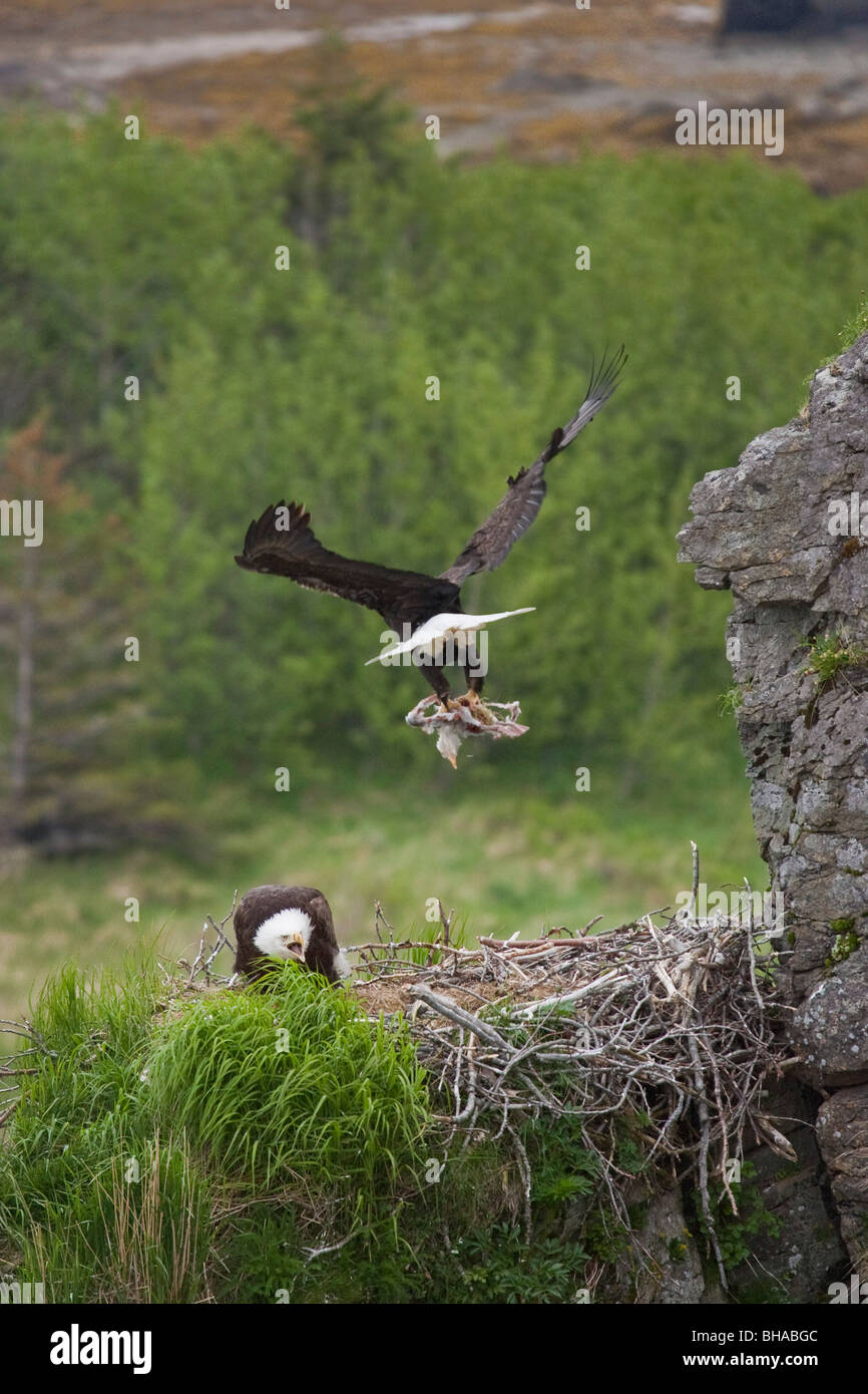 Pygargue à tête blanche revient à son nid transportant une mer cerclé de nourrir deux aiglons, Kukak Bay, Katmai National Park, Alaska Banque D'Images