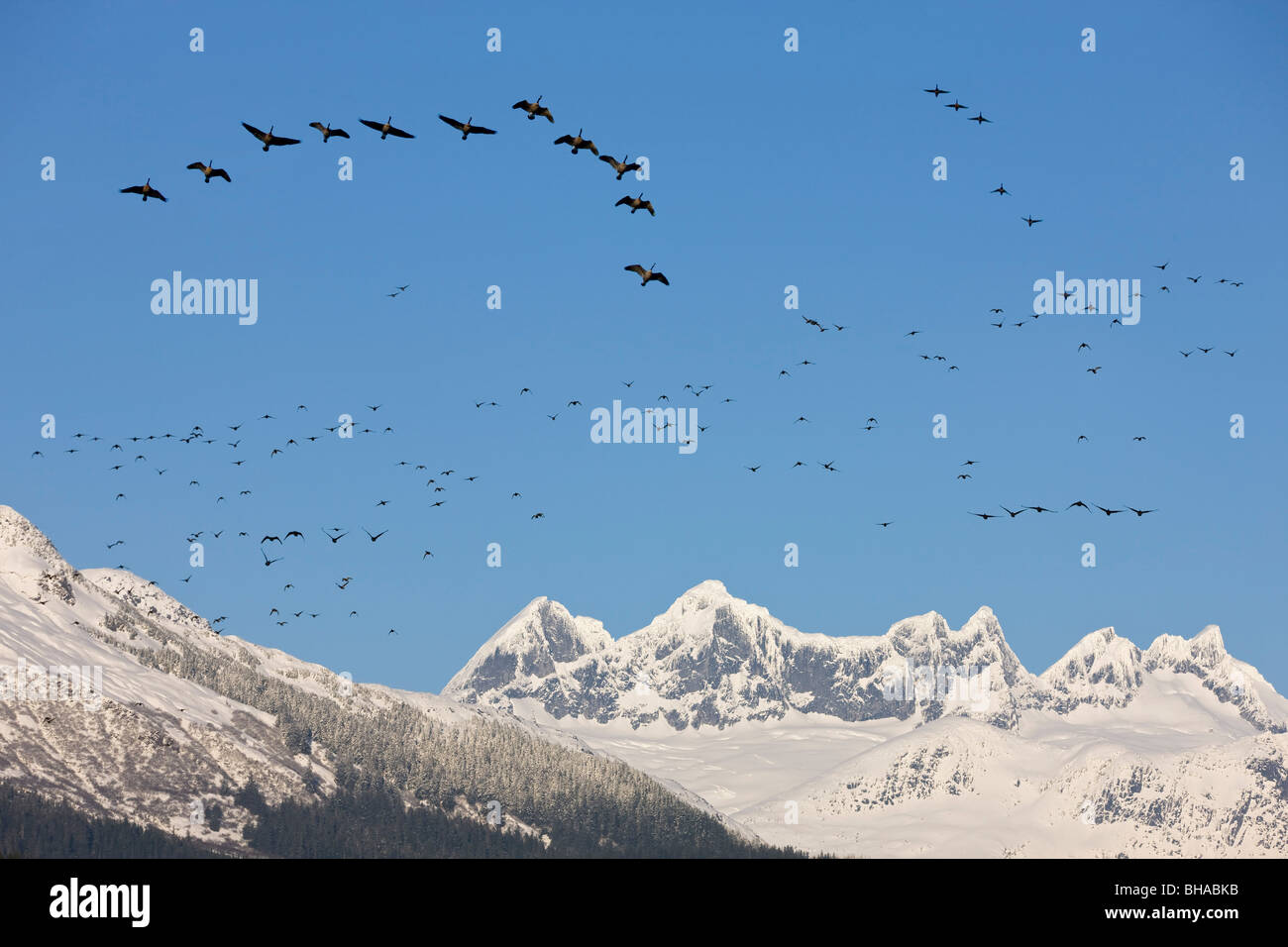 Les canards et les oies migrent vers le sud comme la neige commence à s'accumuler dans les montagnes de l'Alaska's Coast Range dans la forêt de Tongass Banque D'Images