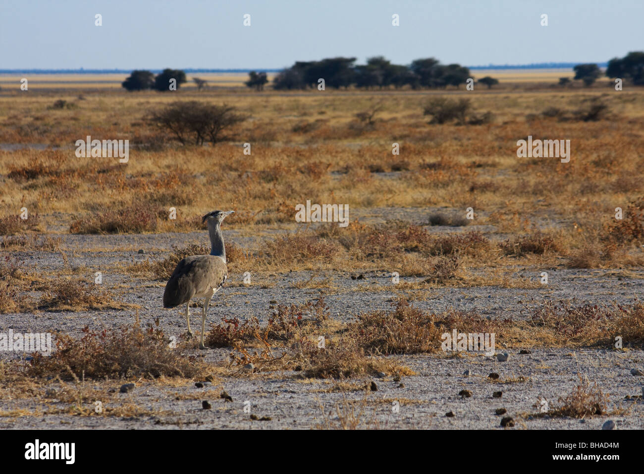 Les oiseaux de l'Afrique Namibie Etosha Outarde Kori Banque D'Images