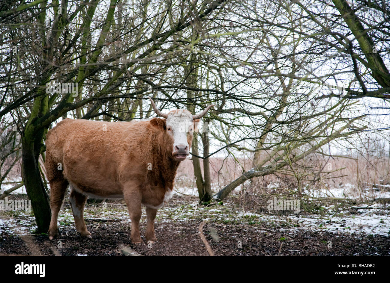 Race Rare vache en bois sur les marais de Walthamstow, hiver London UK Banque D'Images