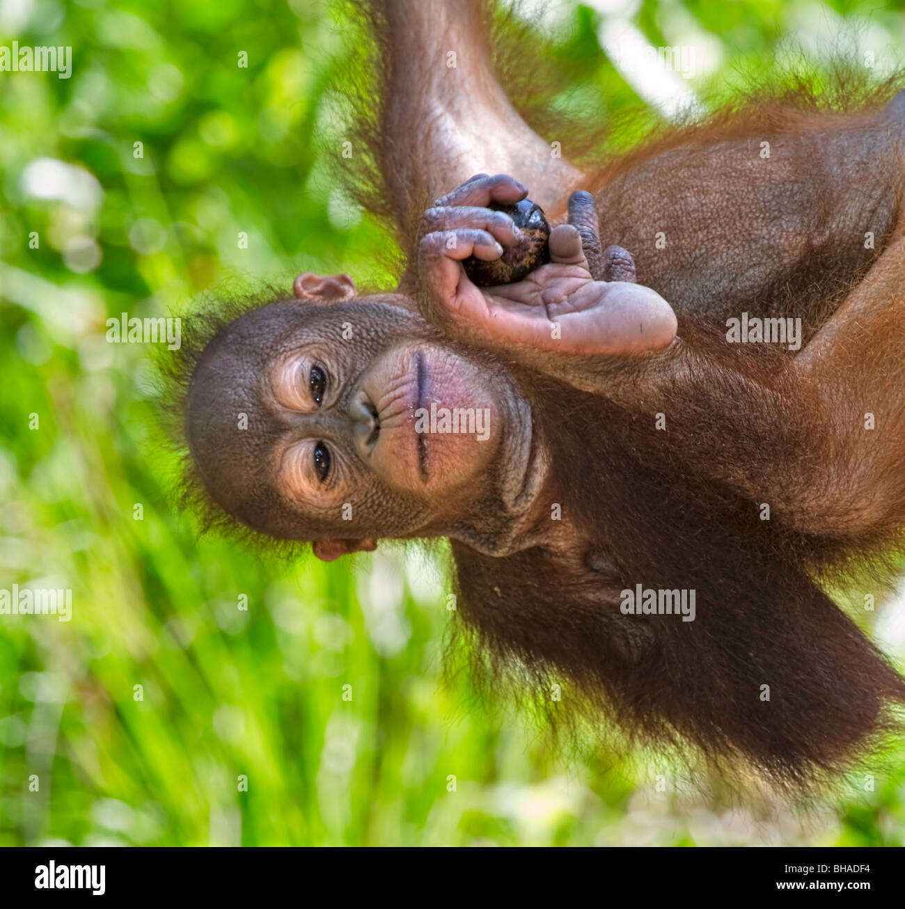 L'orang-outan orphelin tenant un mangoustan au Rasa Ria Nature Reserve, Kota Kinabalu, Sabah, Bornéo Malaisien Banque D'Images