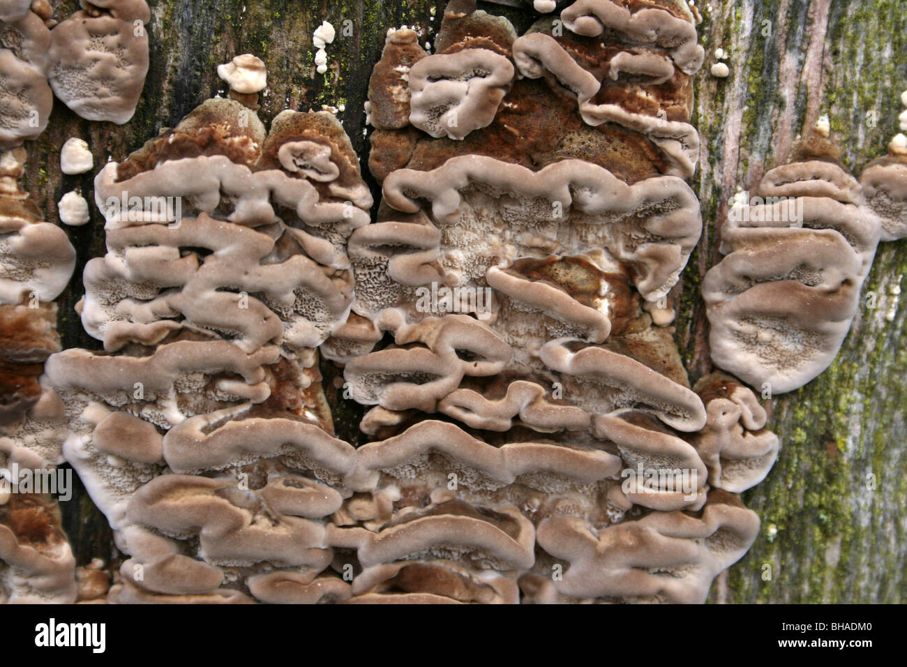 Support d'Bjerkandra adjusta Smoky prises à Ellesmere, Shropshire, Angleterre Banque D'Images