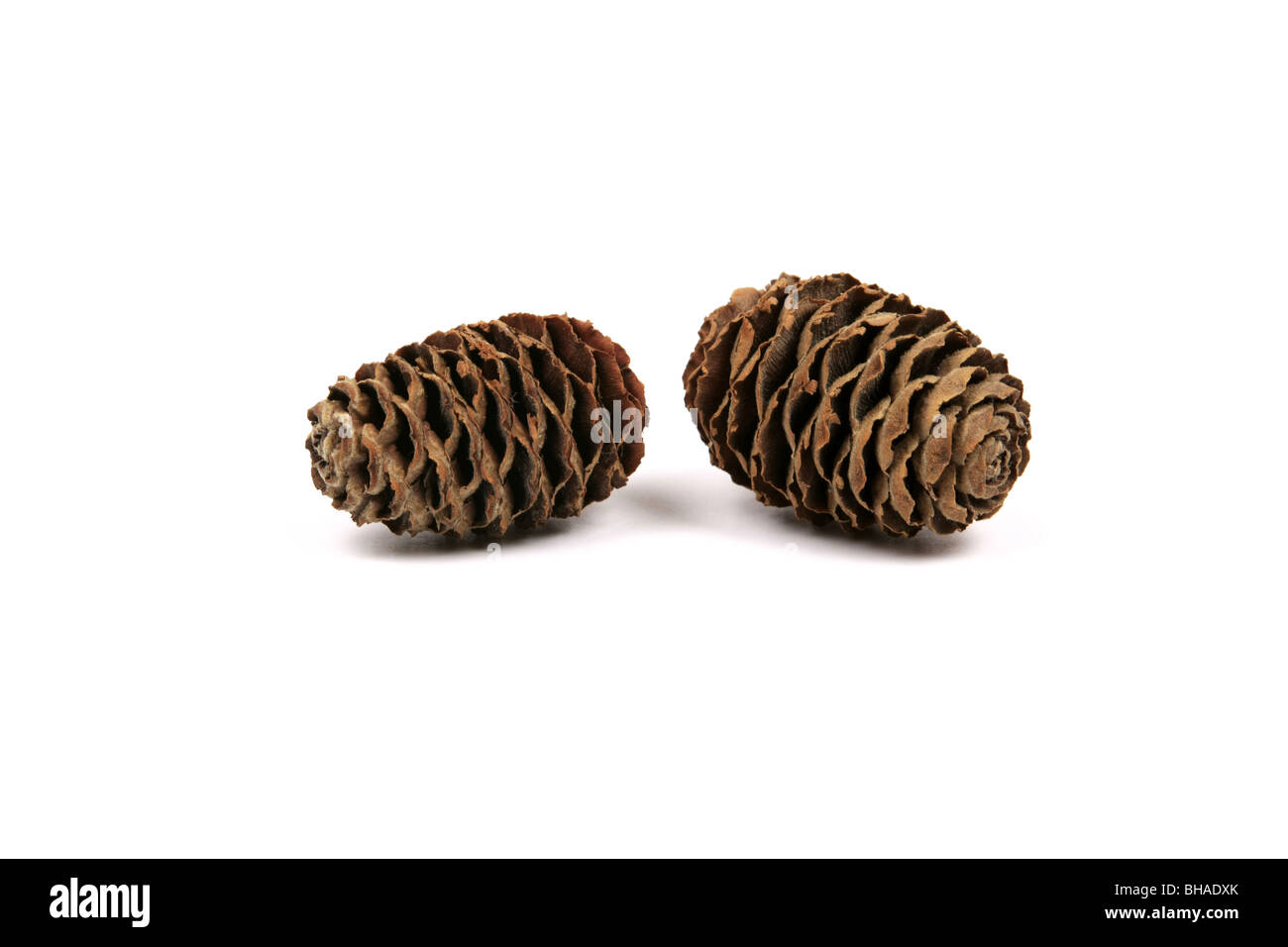 Cônes de sapins sur un fond blanc. Banque D'Images