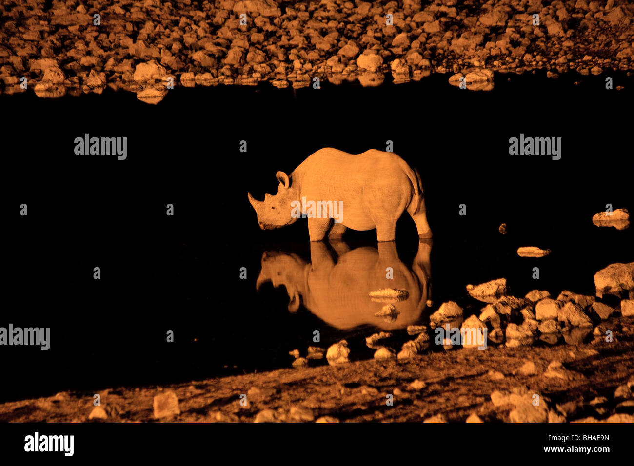 Les rhinocéros noirs en Afrique Namibie Etosha nuit Rhinoceros Banque D'Images