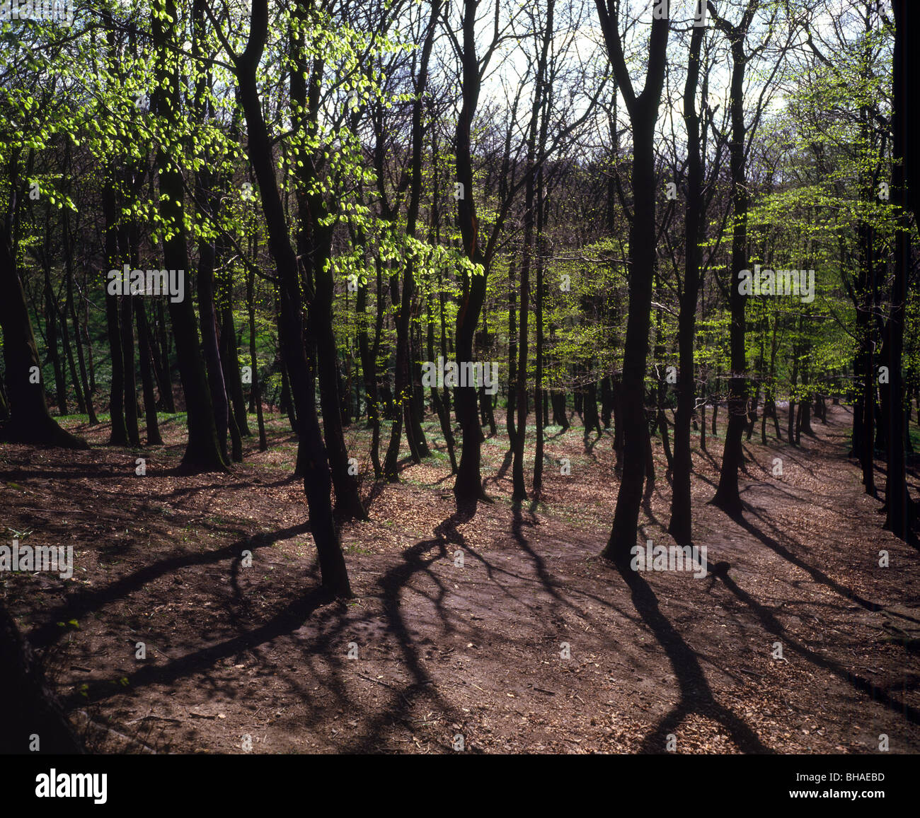 Les hêtraies à Wickersley dans Yorkshire du Sud - Listerdale Woods ou l'Denes Banque D'Images