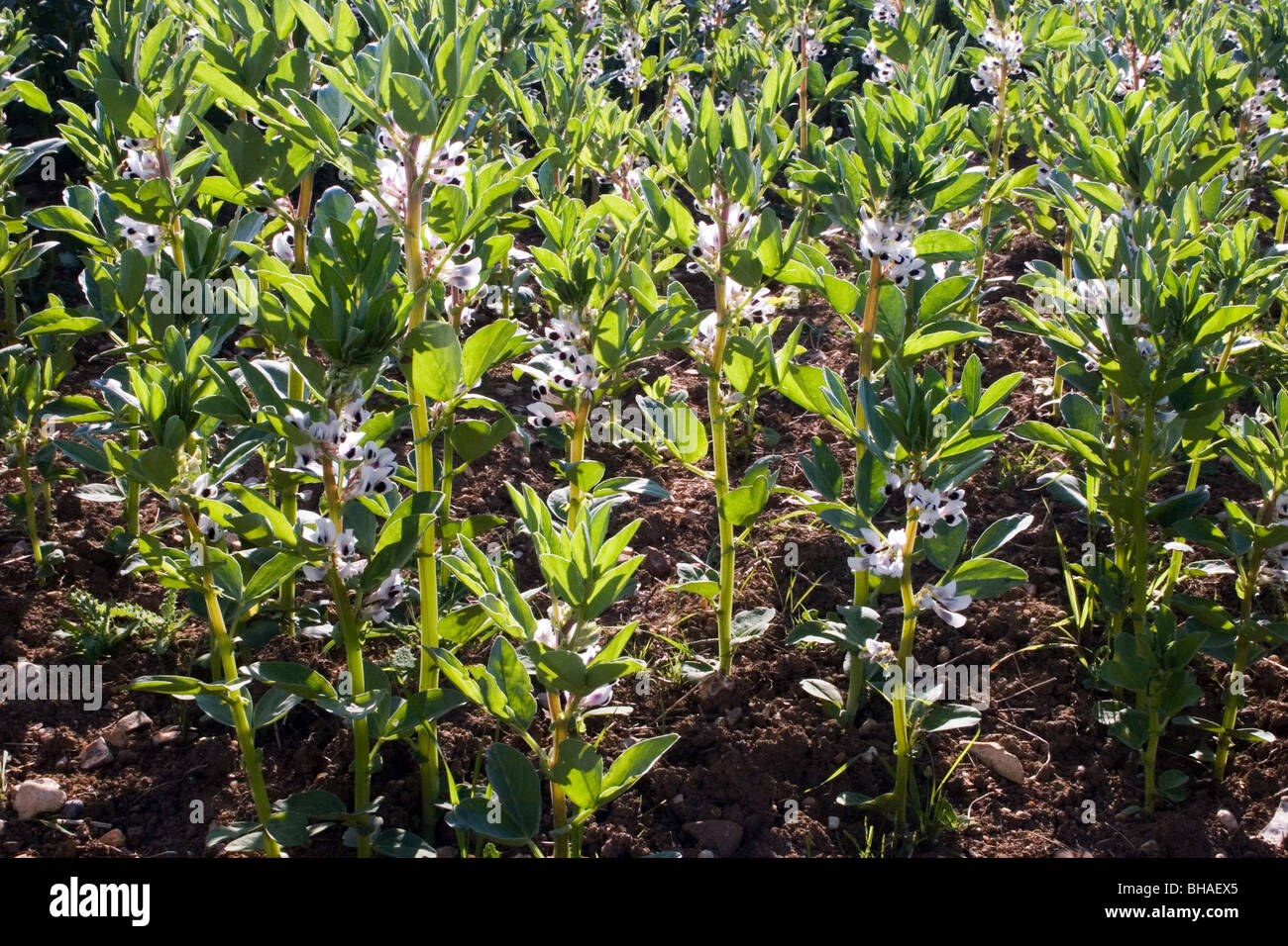Féveroles growing in field (Essex) Banque D'Images