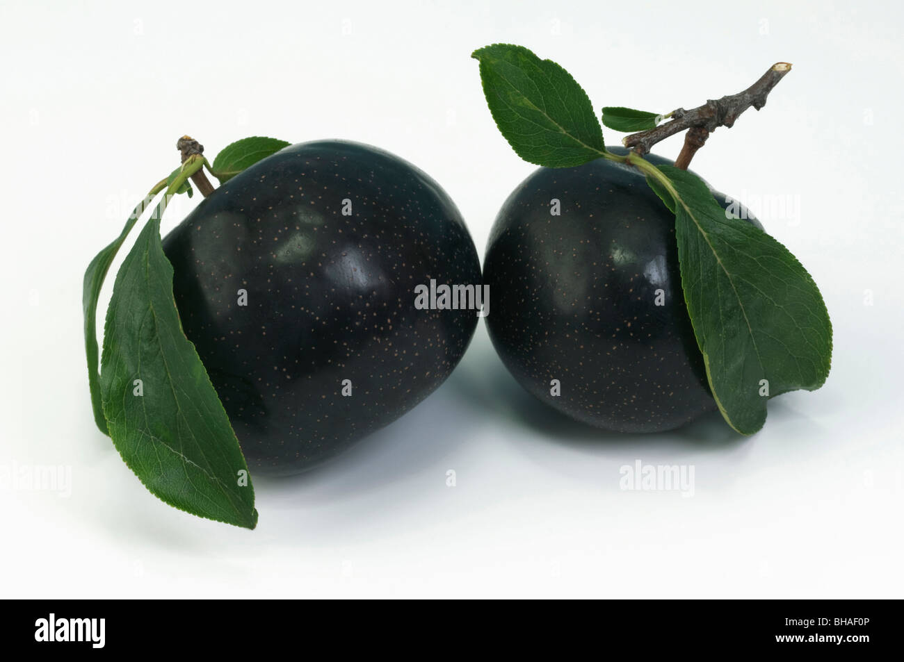Prune chinois, japonais prunier (Prunus salicina), variété : Angeleno, deux fruits mûrs avec des feuilles, studio photo. Banque D'Images