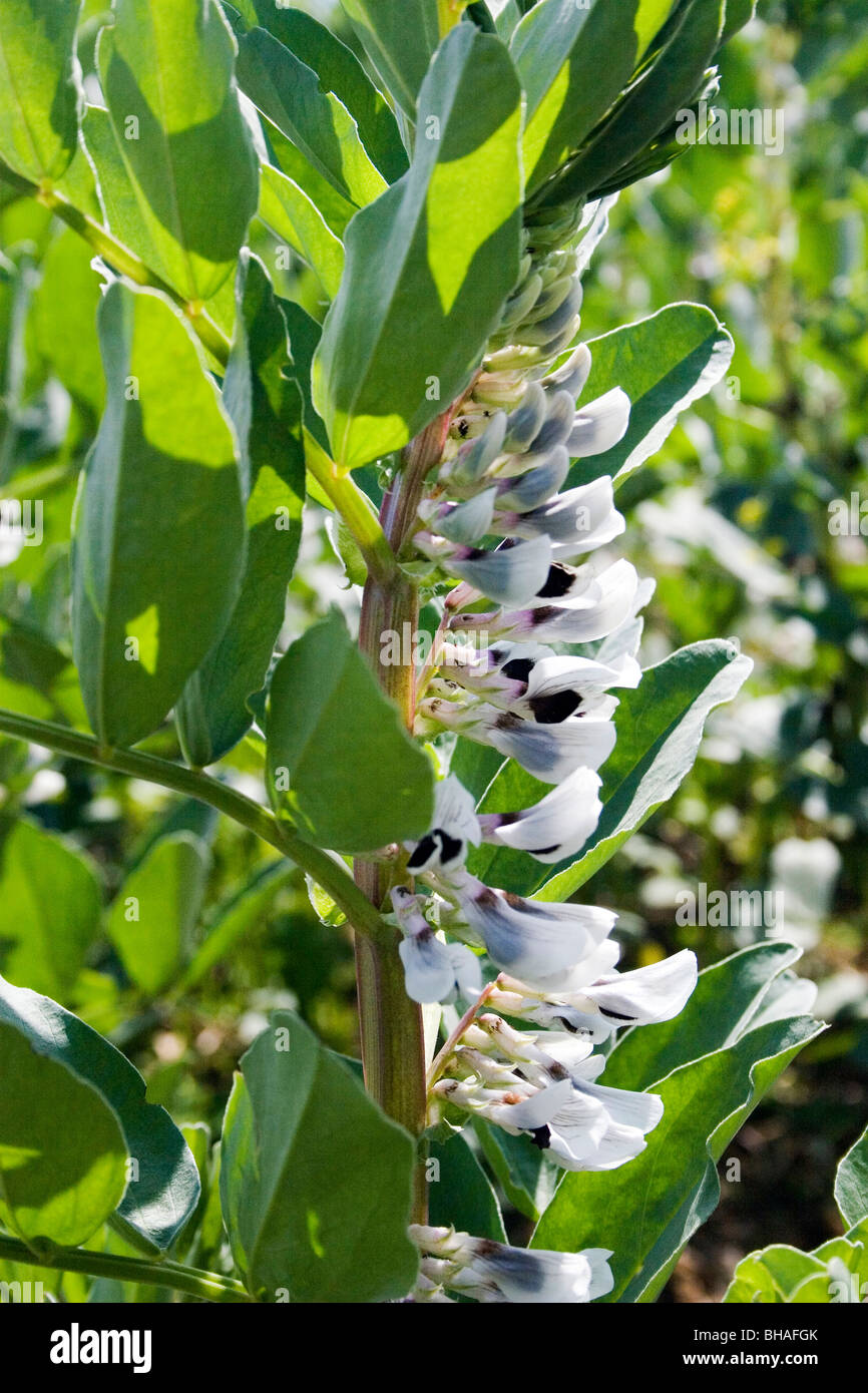 Close up la floraison, féveroles growing in field (Essex) Banque D'Images