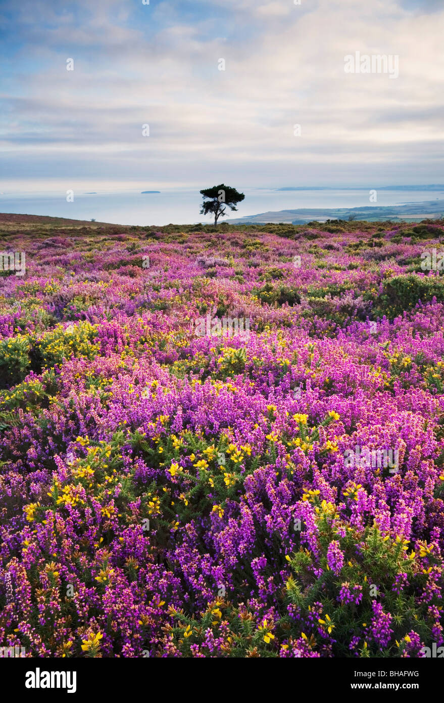 La bruyère et l'ajonc fleurissent sur les collines de Quantock en regardant vers le canal de Bristol - Somerset - Angleterre Banque D'Images