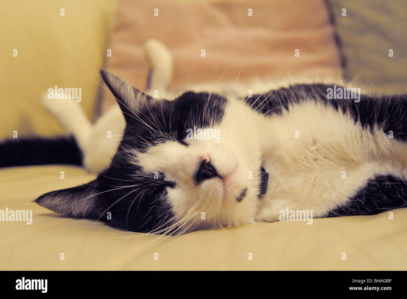 Cuddlesfunny Animaux Felix Le Chat Noir Et Blanc De Dormir