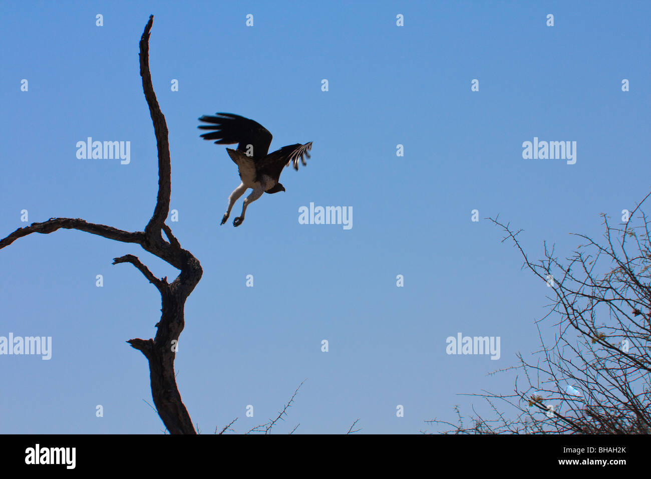 L'Afrique Blanche Aigle Martial d'Etosha Namibie rapaces Banque D'Images