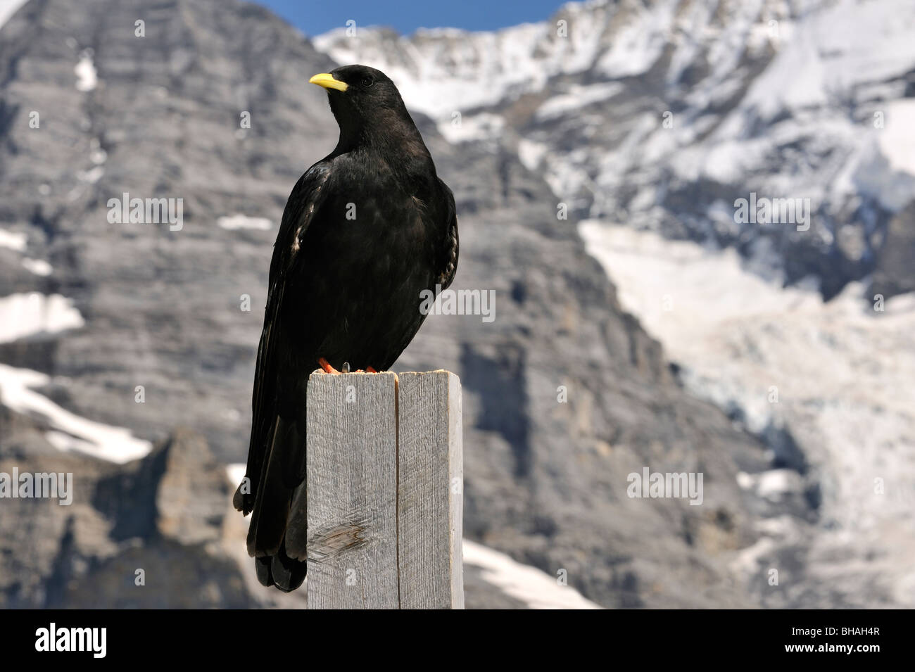 Alpine chough / crave à bec jaune (Pyrrhocorax graculus) perché sur poster dans les Alpes Suisses, Suisse Banque D'Images