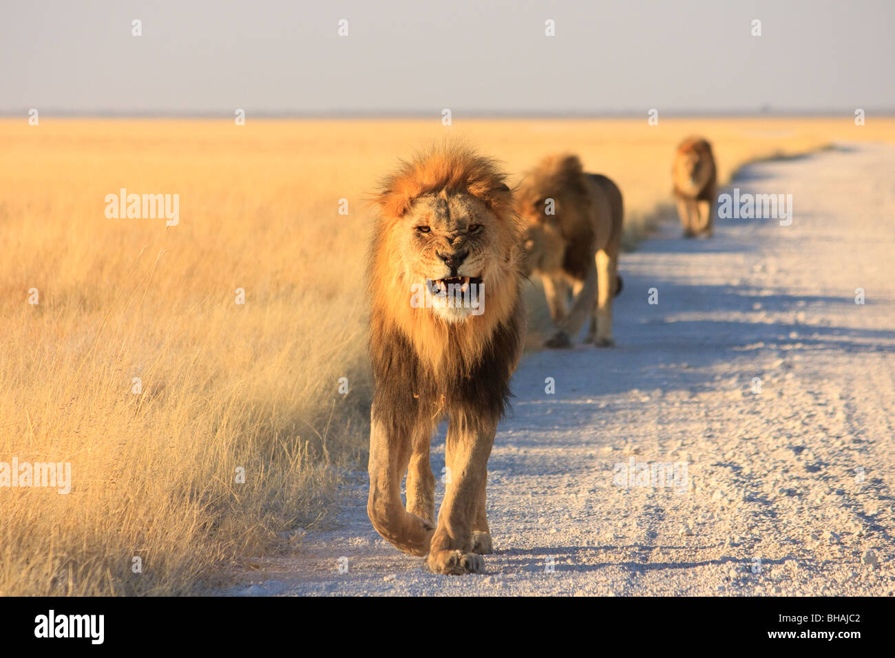 Afrique animaux mammifères Lions d'Etosha Namibie Banque D'Images