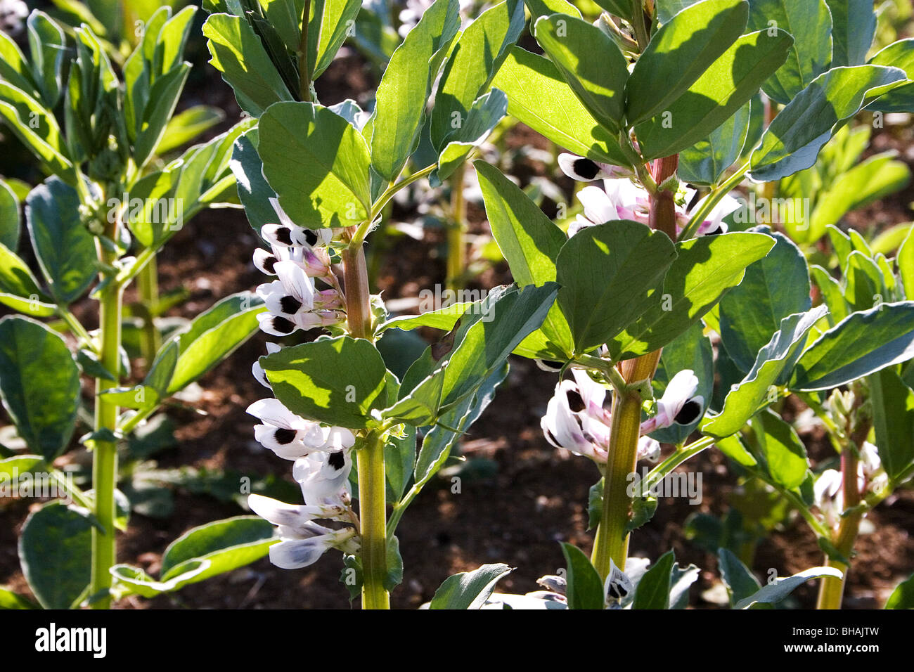 Fèves cultivées dans le champ (Essex) Angleterre Banque D'Images