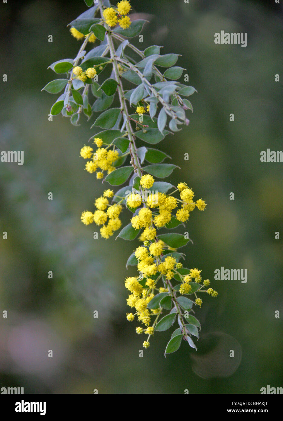 Wattle poilues ou des pleurs Boree, Acacia vestita, Fabaceae, New South Wales, Australie Banque D'Images