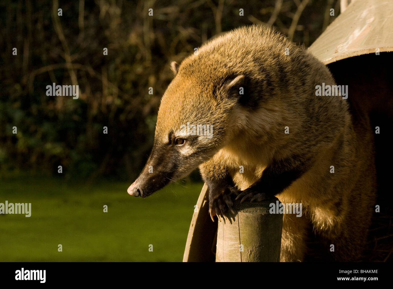 Ring-tailed coati (Nasua nasua) avec pattes sur un post à Cromer, Norfolk, Angleterre, Royaume-Uni. Banque D'Images