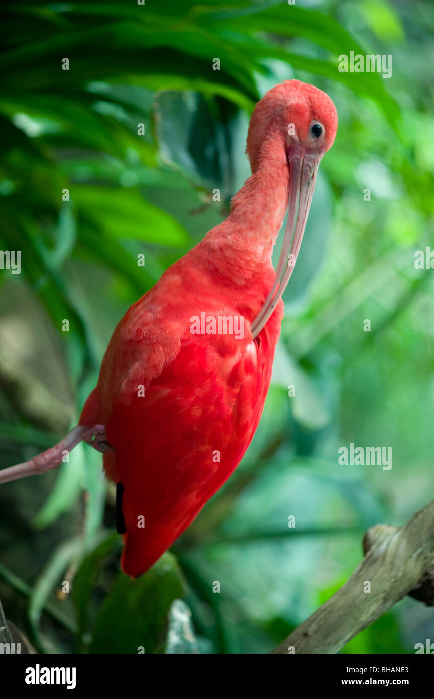 Ibis rouge (Eudocimus ruber) dans la forêt tropicale Banque D'Images