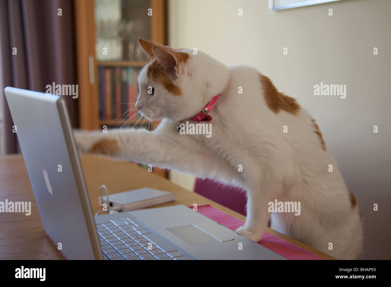 Un chat pointant sur l'écran d'un ordinateur Banque D'Images