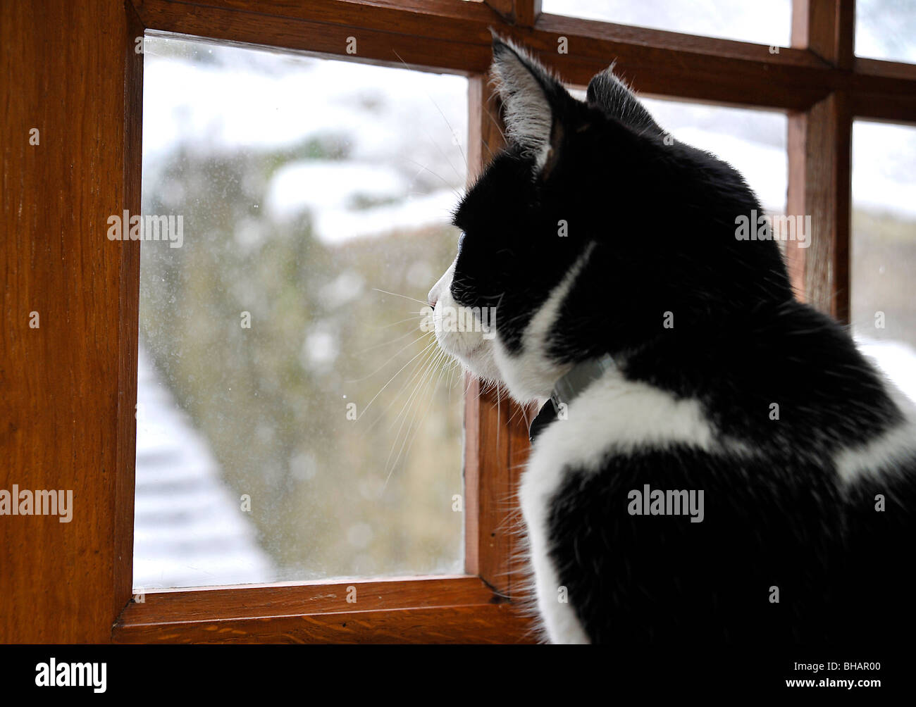 Funny Animals Félix le chat noir et blanc à la fenêtre de Banque D'Images