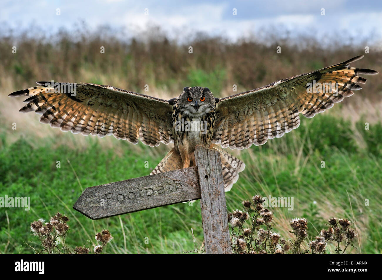 Grand owl (Bubo bubo) atterrissage avec ailes déployées sur la perche en prairie, England, UK Banque D'Images