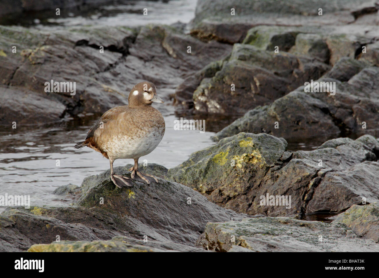 Le canard arlequin hen perché sur le rivage-Victoria, Colombie-Britannique, Canada. Banque D'Images