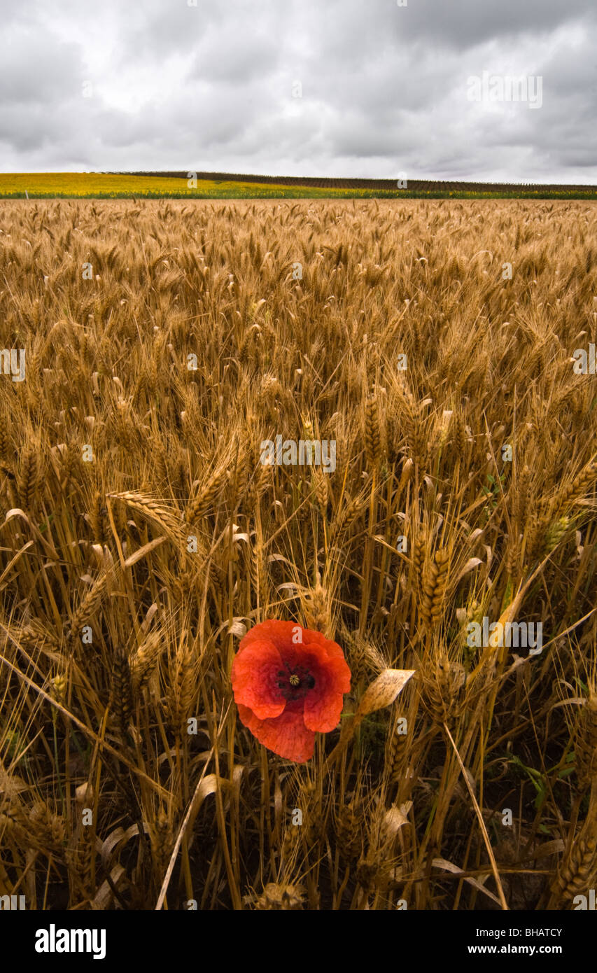 Un coquelicot dans un champ de blé est un esprit de survie Banque D'Images