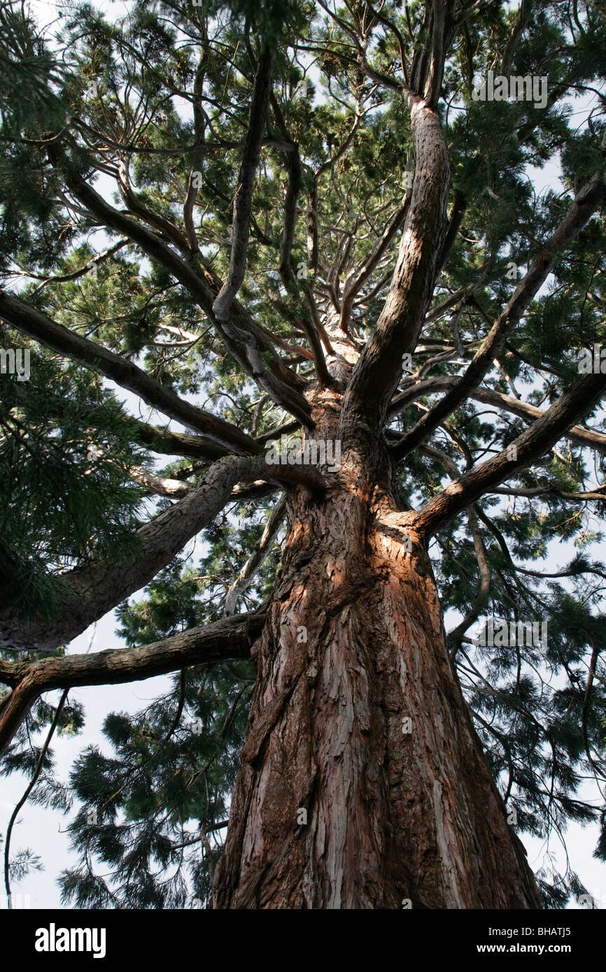 Sierra Redwood Big Tree, Sequoiadendron giganteum, Cupressaceae, California, USA, Amérique du Nord. Séquoia géant aka. Banque D'Images