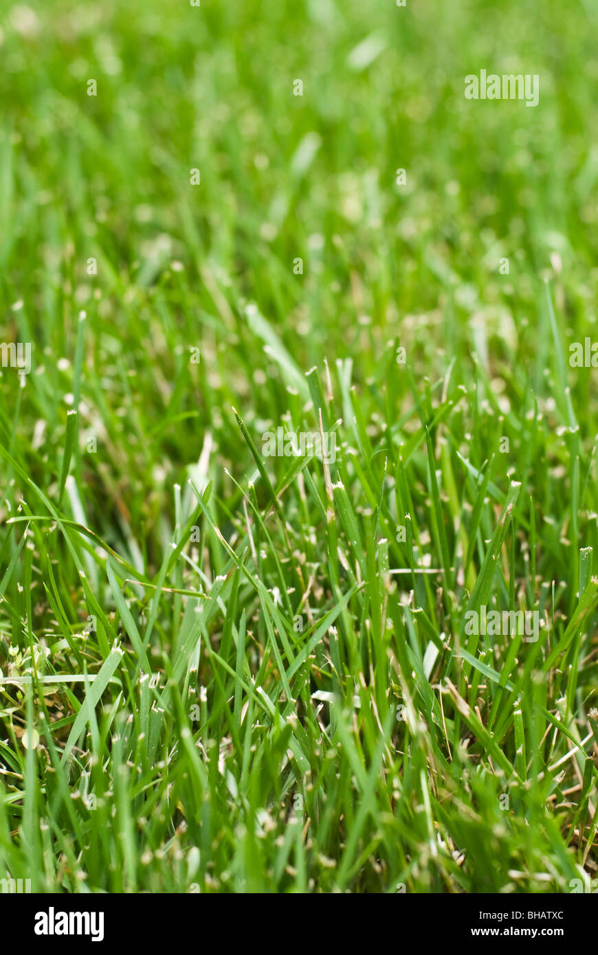 Close-up of Grass Banque D'Images