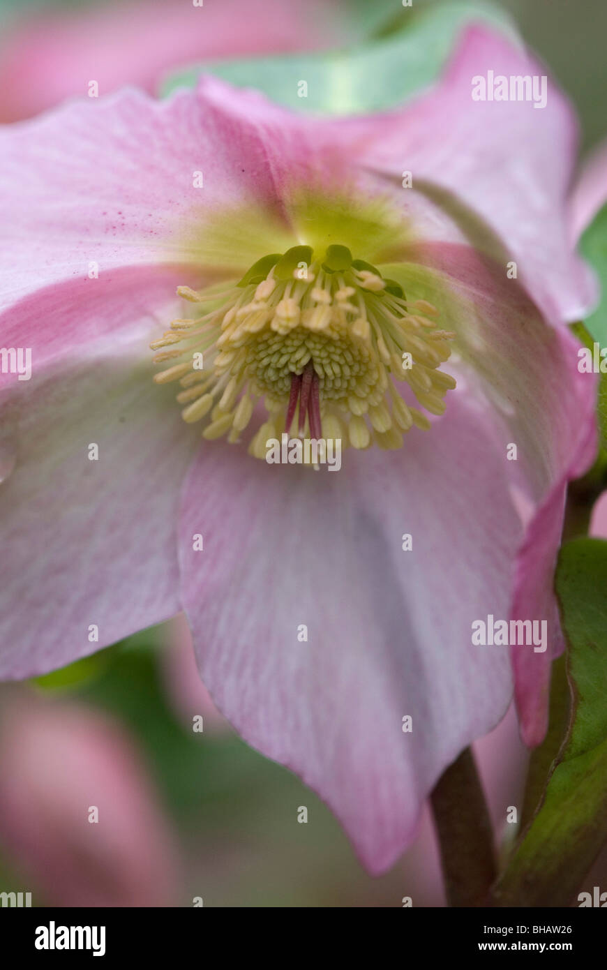 Fleurs pour être trouvés en janvier en Angleterre Banque D'Images