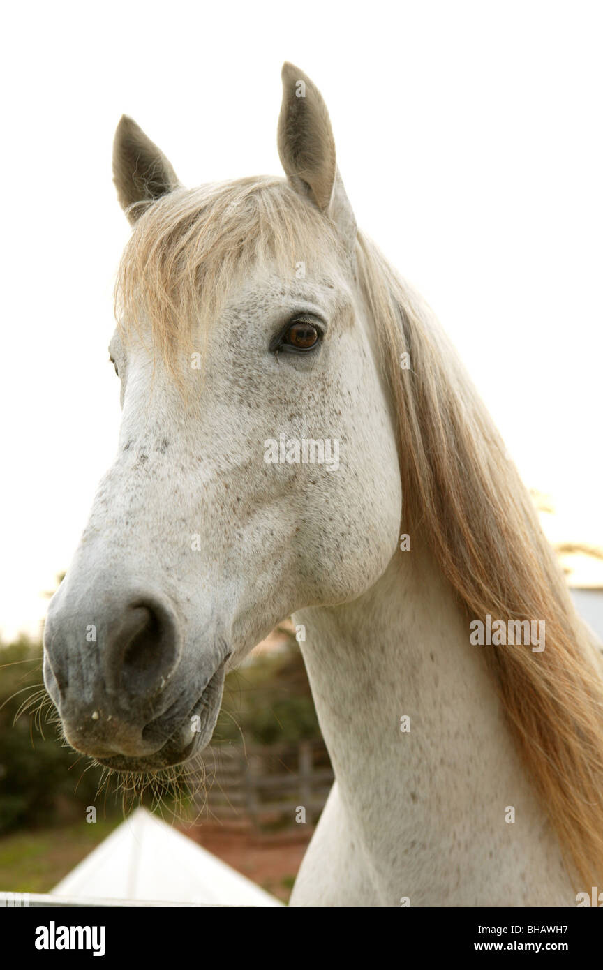 Beau cheval blanc portrait à la caméra à mou Banque D'Images