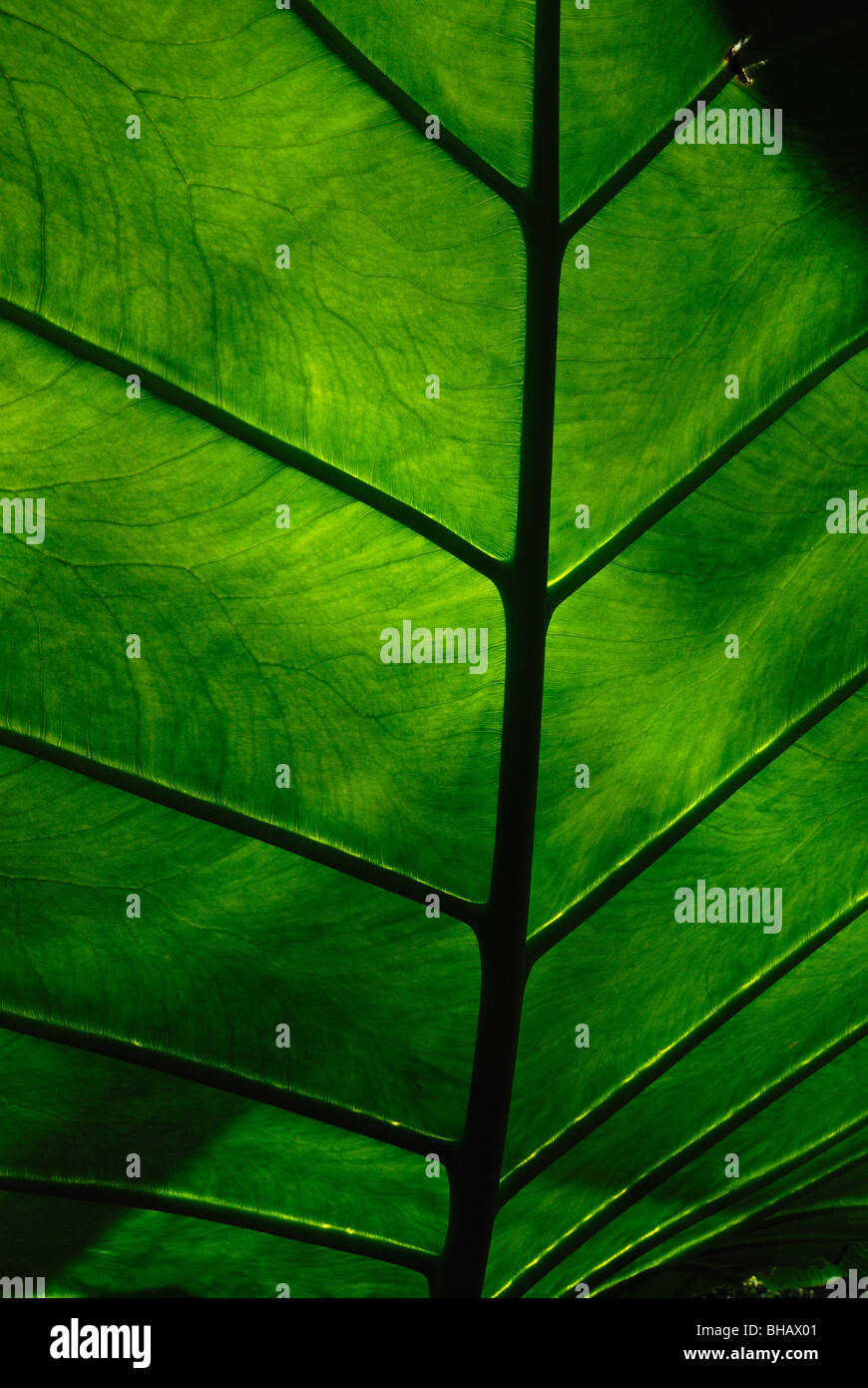 Détail de la feuille d'énormes feuilles d'une plante Alocasia Banque D'Images